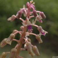 Ledebouria revoluta (L.f.) Jessop